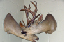 FARCE_421