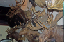 FARCE_423