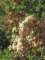 photo106_small.jpg