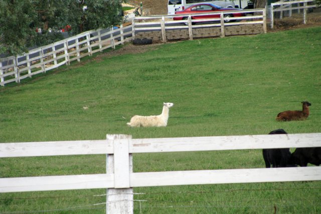photo38.jpg
