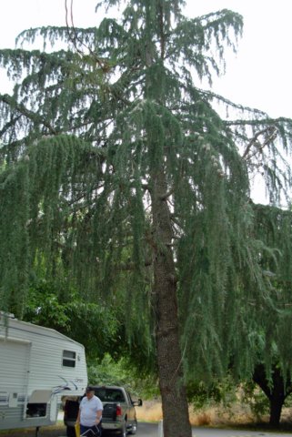 _mysterytree.jpg