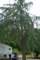 _mysterytree_small.jpg