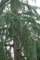 _mysterytreeclose_small.jpg