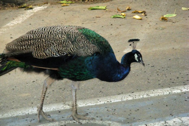 _peacock.jpg