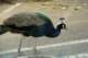 _peacock_small.jpg