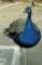 _peacockfacing_small.jpg